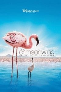 Download The Crimson Wing Mystery of the Flamingos 2008