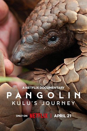 Pangolin Kulus Journey